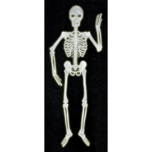 Glow in the Dark - Skelet ca. 91,4 cm.